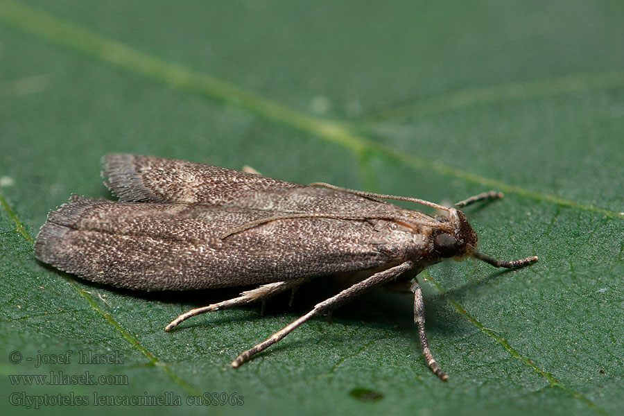 Glyptoteles leucacrinella