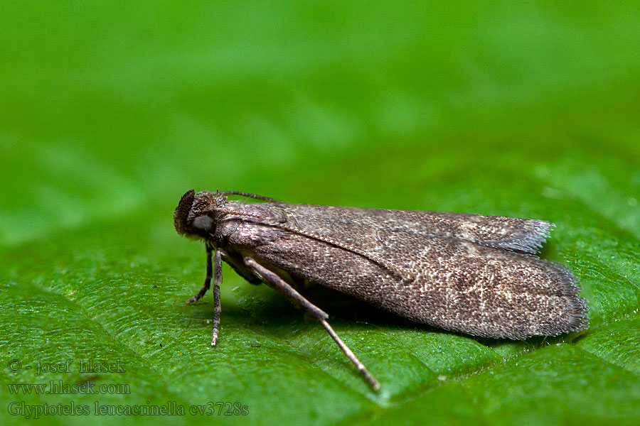 Glyptoteles leucacrinella Vijačka jelšová Phycide marécages