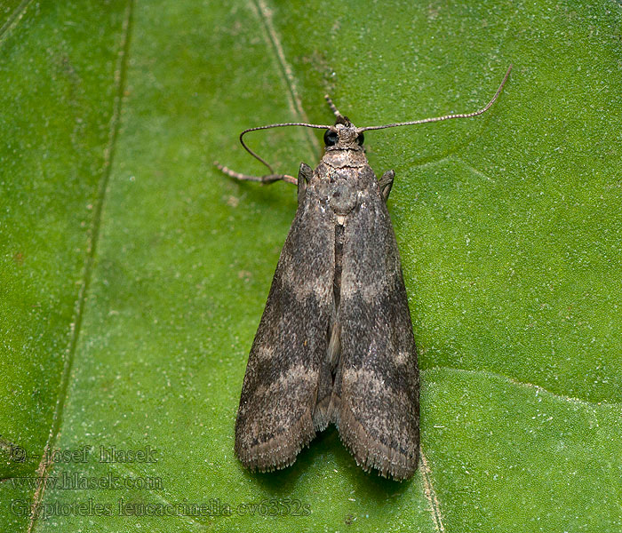 Glyptoteles leucacrinella Zwartbandlichtmot Turjáni karcsúmoly