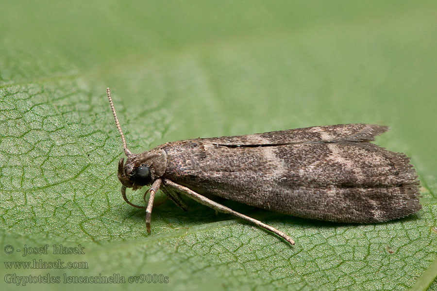 Vijačka jelšová Phycide marécages Glyptoteles leucacrinella