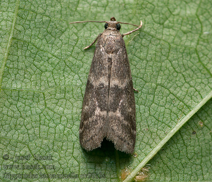 Zwartbandlichtmot ウスオビクロマダラメイガ Glyptoteles leucacrinella