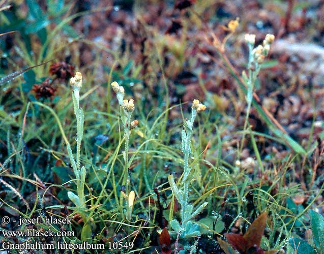 Gnaphalium luteo-album Weedy cudweed Gulhvid evighedsblomst