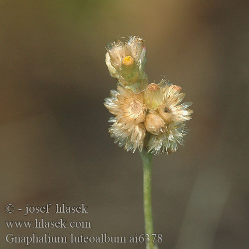 Gnaphalium luteo-album Weedy cudweed