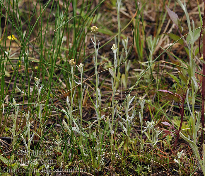 Gnaphalium luteo-album Weedy cudweed