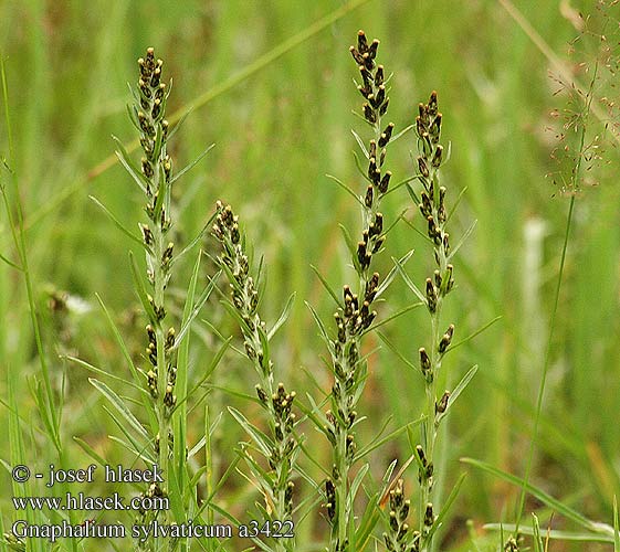 Gnaphalium sylvaticum Woodland cudweed Heath wood Rank evighedsblomst