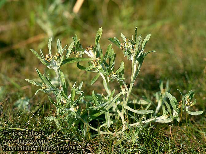 Gnaphalium uliginosum Marsh cudweed Sump-evighedsblomst Savijäkkärä