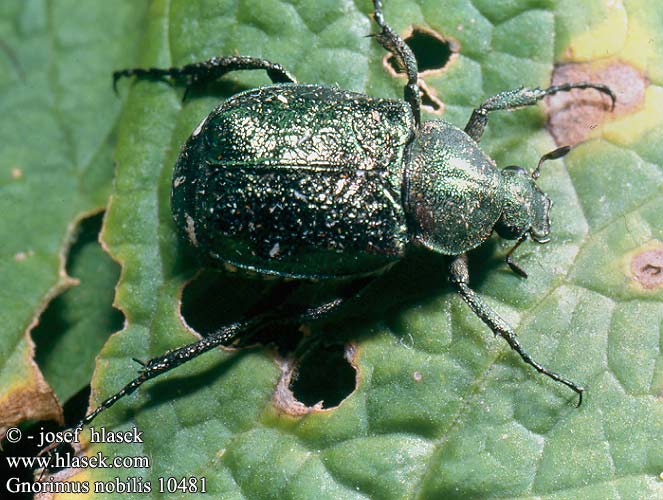 Gnorimus nobilis 10481 UK: Noble chafer DK: Grøn pragttorbist FR: Cétoine noble DE: Edelkäfer CZ: Zdobenec zelenavý SE: Ädelguldbagge RU: Стракач зялёны