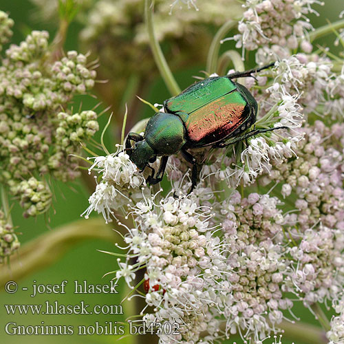 Edelkäfer Zdobenec zelenavý Ädelguldbagge Стракач зялёны Gnorimus nobilis Noble chafer Grøn pragttorbist Cétoine noble