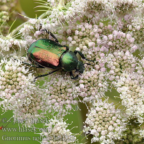 Стракач зялёны Gnorimus nobilis Noble chafer Grøn pragttorbist Cétoine noble Edelkäfer Zdobenec zelenavý Ädelguldbagge