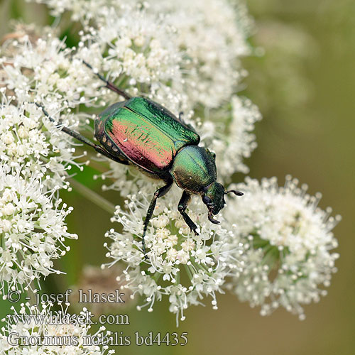 Noble chafer Grøn pragttorbist Cétoine noble Edelkäfer Zdobenec zelenavý Ädelguldbagge Стракач зялёны Gnorimus nobilis