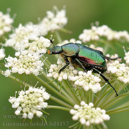 Grøn pragttorbist Cétoine noble Edelkäfer Zdobenec zelenavý Ädelguldbagge Стракач зялёны Gnorimus nobilis Noble chafer