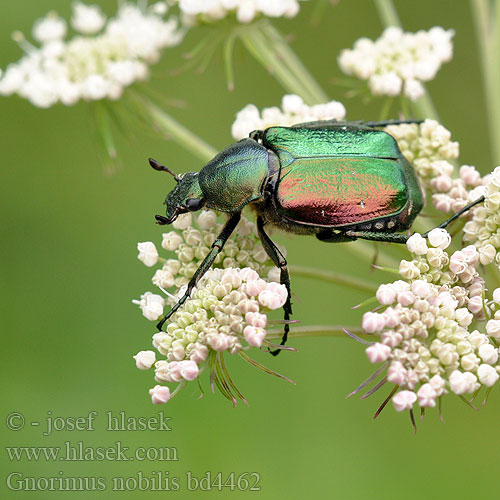 Cétoine noble Edelkäfer Zdobenec zelenavý Ädelguldbagge Стракач зялёны Gnorimus nobilis Noble chafer Grøn pragttorbist