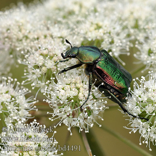 Zdobenec zelenavý Ädelguldbagge Стракач зялёны Gnorimus nobilis Noble chafer Grøn pragttorbist Cétoine noble Edelkäfer