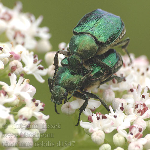 Gnorimus nobilis Noble chafer Grøn pragttorbist Cétoine noble Edelkäfer Zdobenec zelenavý Ädelguldbagge Стракач зялёны