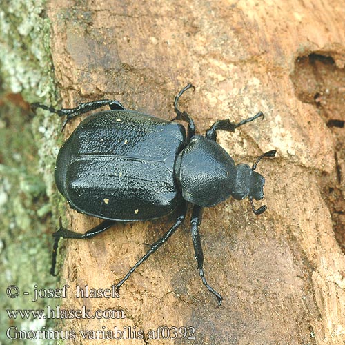 Gnorimus variabilis Veränderlicher Edelscharrkäfer