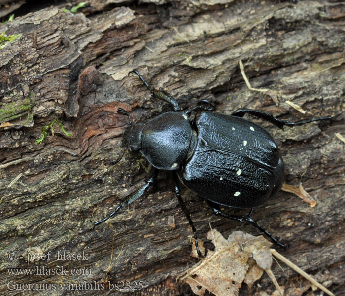 Gnorimus variabilis Variable chafer