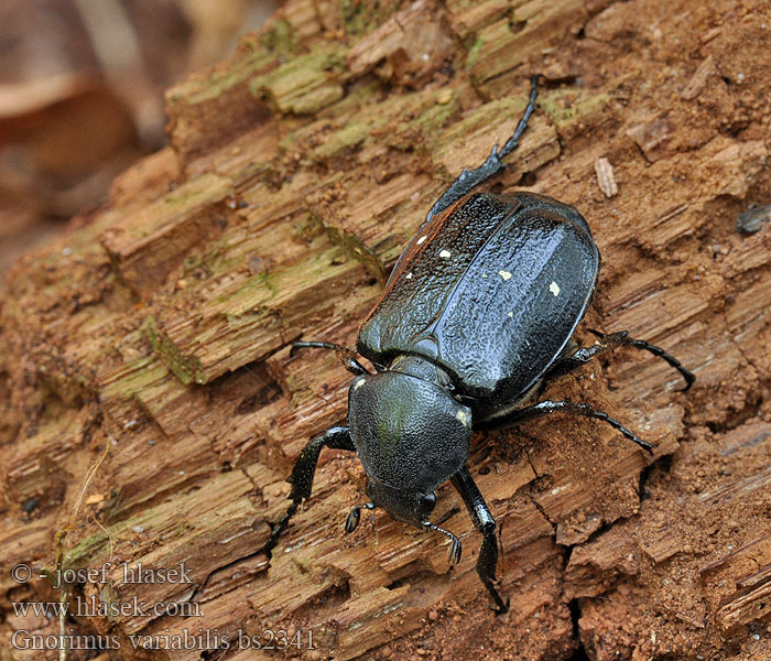 Gnorimus variabilis octopunctatus Nyolcpettyes virágbogár