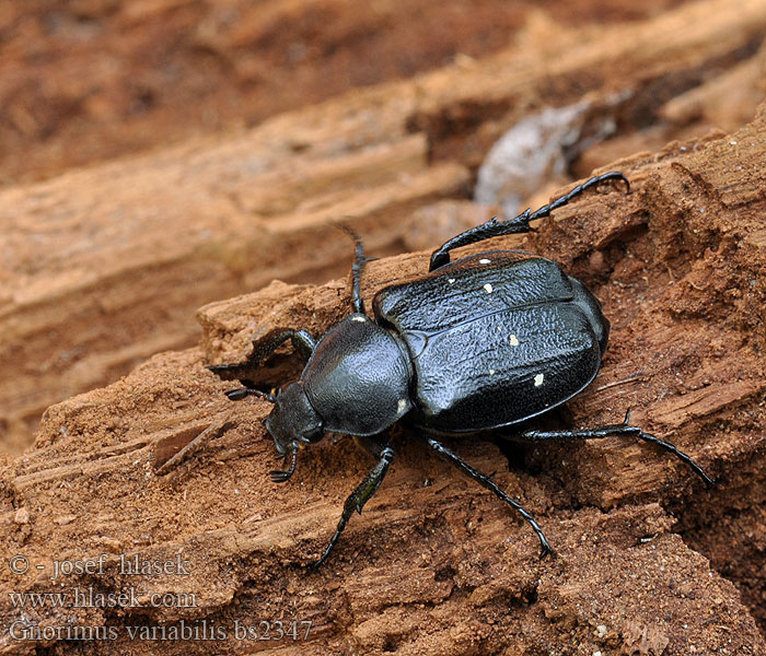 Gnorimus variabilis octopunctatus Veränderlicher Edelscharrkäfer