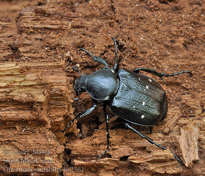 Gnorimus variabilis octopunctatus Zdobenec proměnlivý