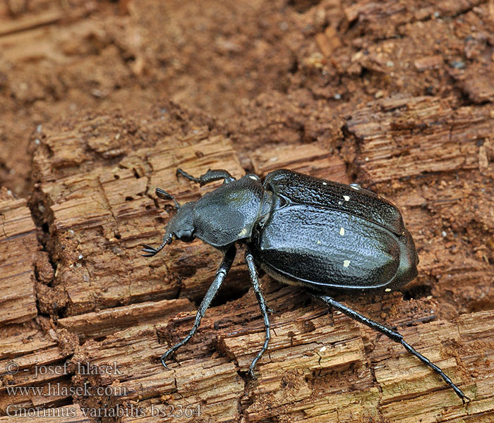 Gnorimus variabilis octopunctatus Svart guldbagge