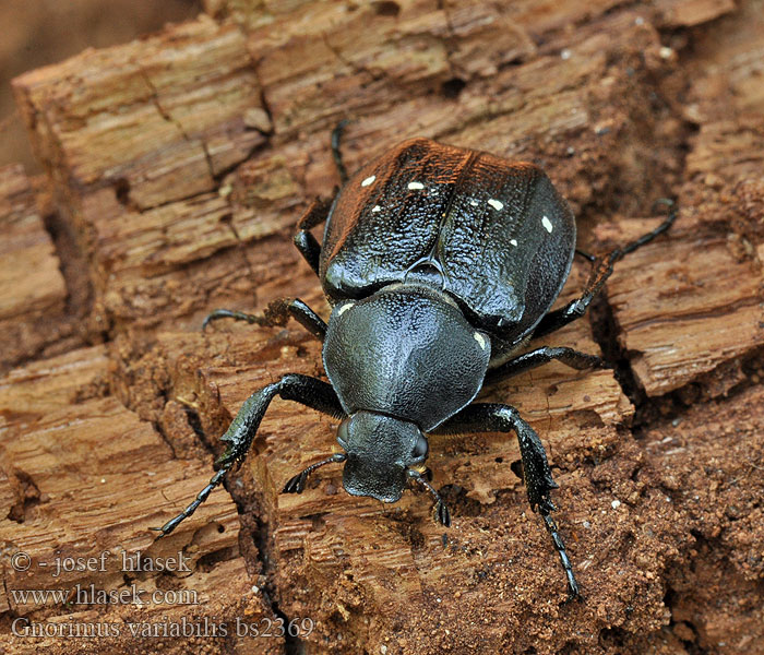 Gnorimus variabilis Veränderlicher Edelscharrkäfer