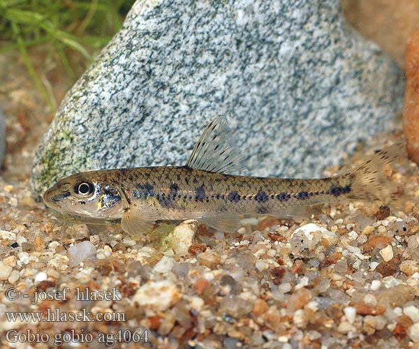 Gobio gobio Gründling Gudgeon Пескарь Hrouzek obecný Gobione Hrúz obyčajný škvrnitý Ташбаш Обикновена кротушка Grundling Törö Goujon Paprastasis gružlys Riviergrondel Kiełb krótkowąsy Кркуша Sandkrypare Dere kaya balığı Fenékjáró küllő Sandkryper Porcuşor Porcuşorul comun Navadni globoček Gobio común