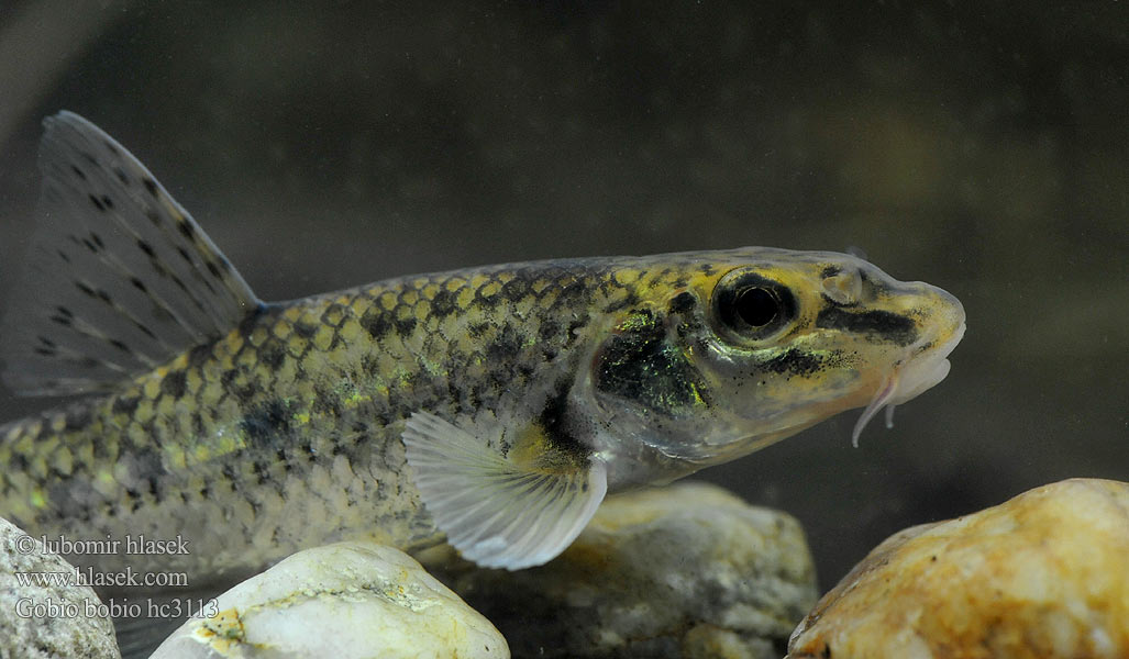 Gründling Gudgeon Пескарь Hrouzek obecný Gobione Hrúz obyčajný škvrnitý Ташбаш Обикновена кротушка Grundling Törö Goujon Paprastasis gružlys Riviergrondel Kiełb krótkowąsy Кркуша Sandkrypare Dere kaya balığı Fenékjáró küllő Sandkryper Porcuşor Porcuşorul comun Navadni globoček Gobio común Gobio gobio