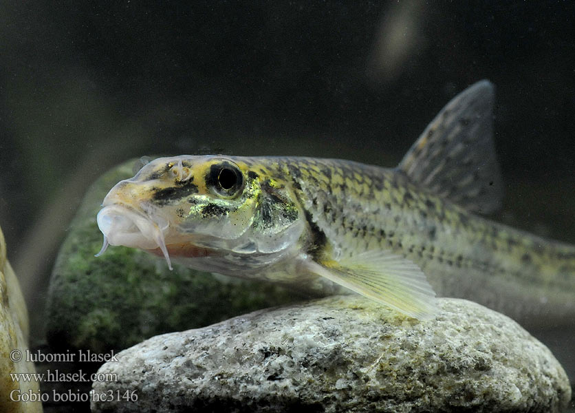 Gudgeon Пескарь Hrouzek obecný Gobione Hrúz obyčajný škvrnitý Ташбаш Обикновена кротушка Grundling Törö Goujon Paprastasis gružlys Riviergrondel Kiełb krótkowąsy Кркуша Sandkrypare Dere kaya balığı Fenékjáró küllő Sandkryper Porcuşor Porcuşorul comun Navadni globoček Gobio común Gobio gobio Gründling