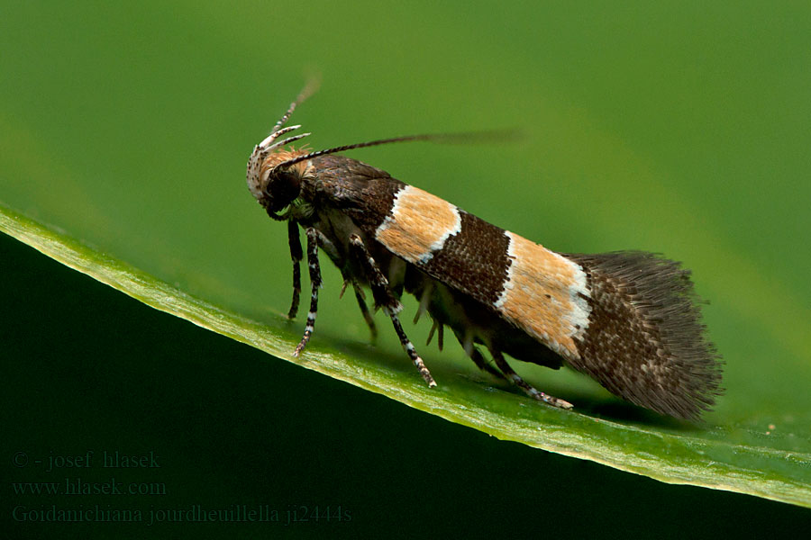 Goidanichiana jourdheuillella