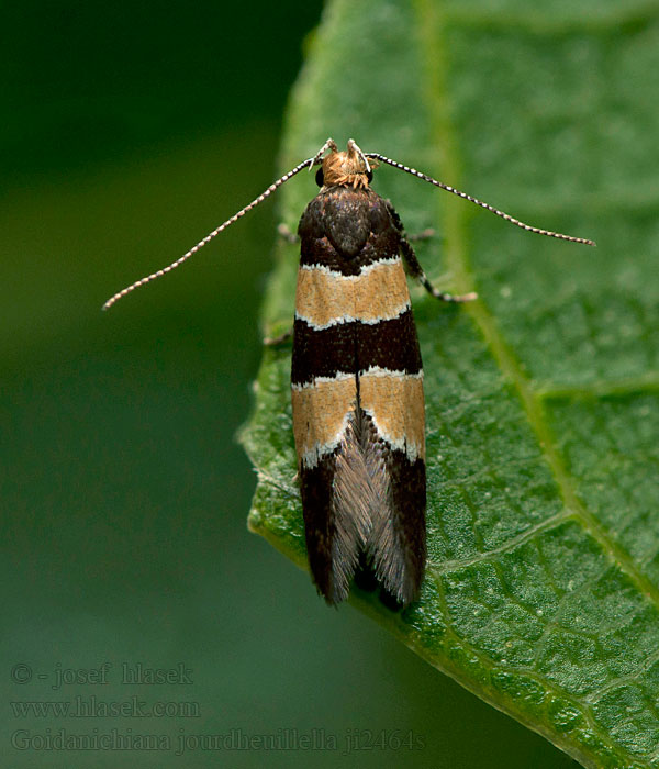 Goidanichiana jourdheuillella