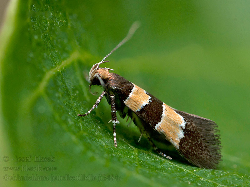 Goidanichiana jourdheuillella