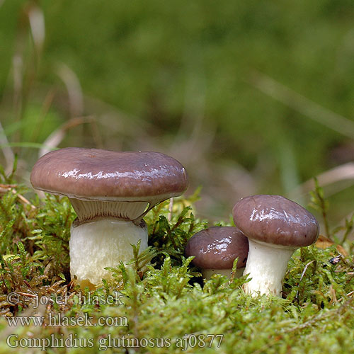 Gomphidius glutinosus Gomphide glutineux Slizák mazlavý