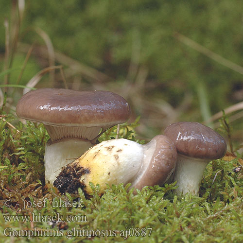 Gomphidius glutinosus Gomphide glutineux Klejówka