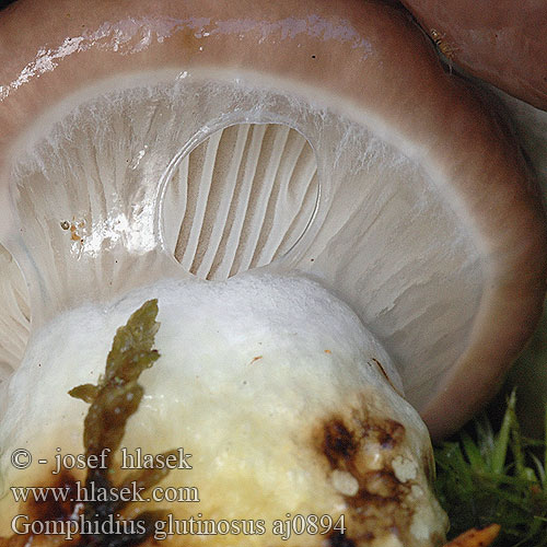 Gomphidius glutinosus Slimy Spike Cap Băluşca molidului