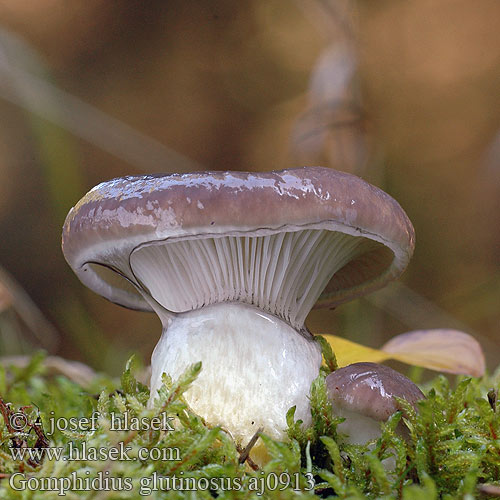 Gomphidius glutinosus Мокруха еловая Veliki slinar