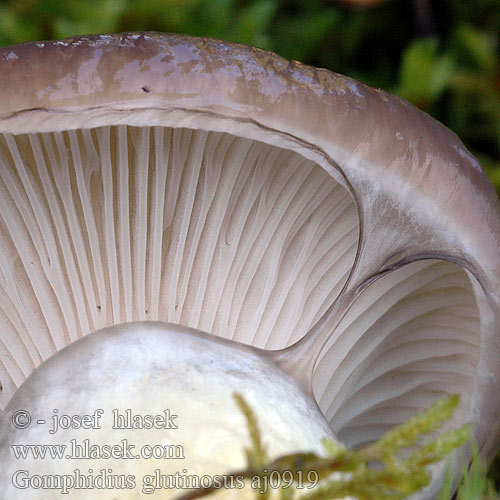 Gomphidius glutinosus Slizák mazlavý Großer Schmierling