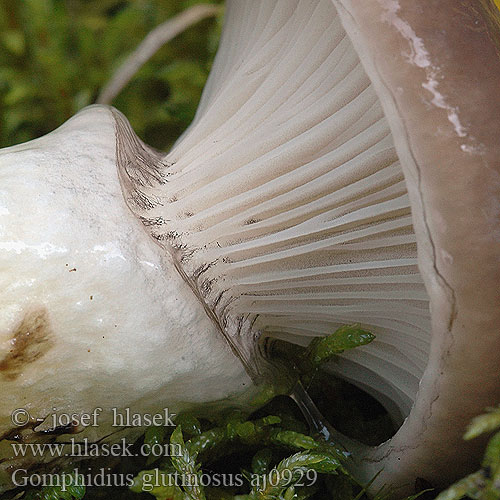 Gomphidius glutinosus Klejówka świerkowa Limanuljaska