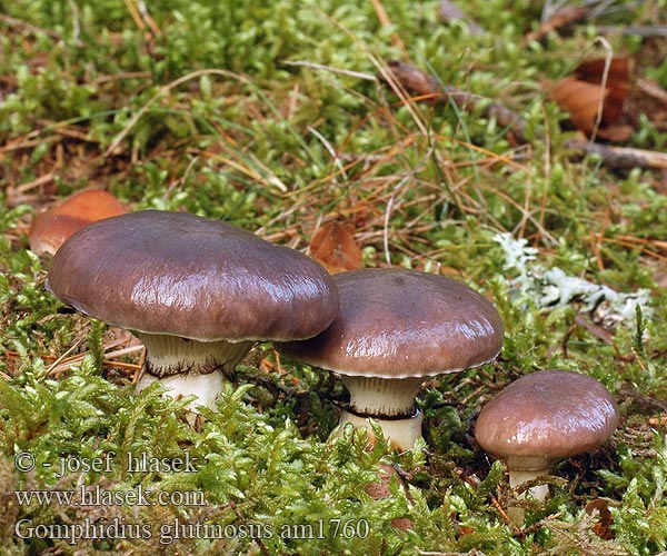 Slizák mazlavý Gomphidius glutinosus Gomphide glutineux