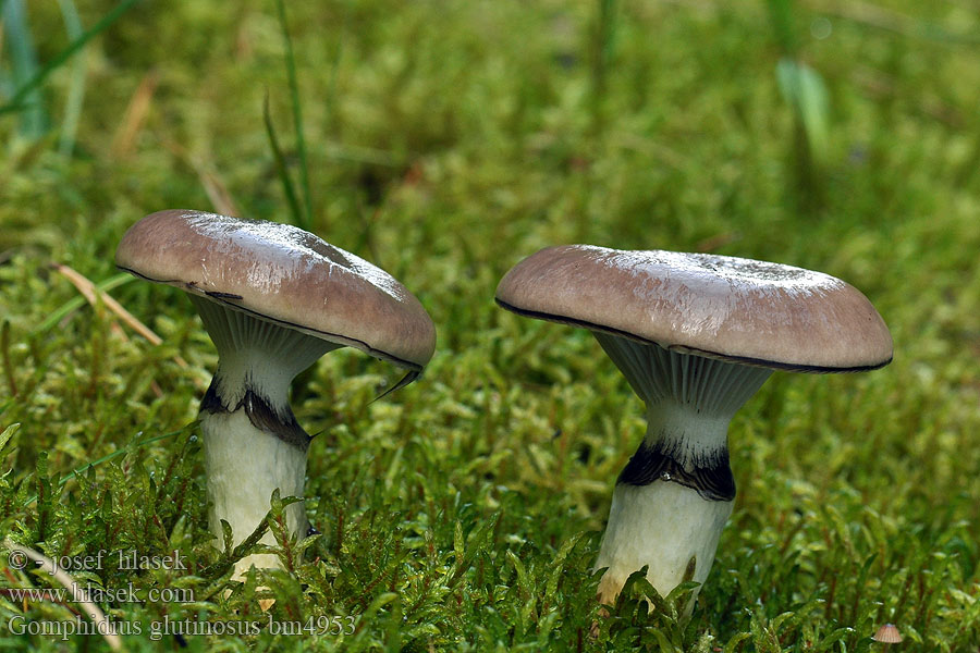 Slizák mazlavý Gomphidius glutinosus