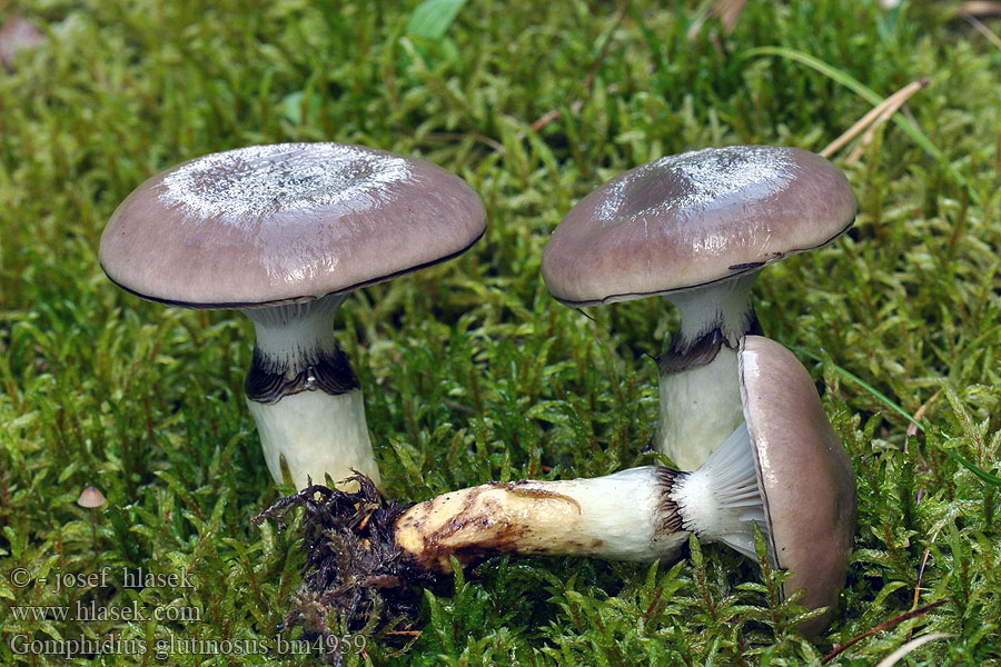 Großer Schmierling Gelbfuß Kuhmaul Gomphidius glutinosus