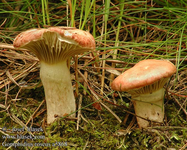 Gomphidius roseus Rosy Spike Rosenrød slimslør punanuljaska gomphide rosé Roze spijkerzwam Rózsapiros nyálkásgomba Rosa Schmierling klejówka różowa Sliziak ružový Slizák růžový Rosenslemskivling Rosa sleipsopp Мокруха розовая オウギタケ