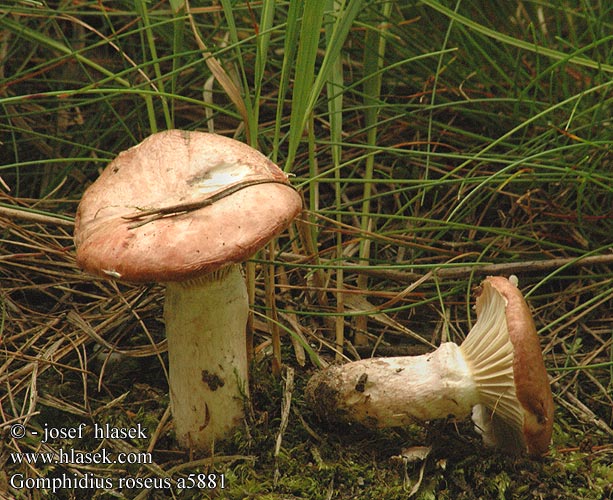 Gomphidius roseus Gomphide rosé Roze spijkerzwam Rózsapiros nyálkásgomba Rosa Schmierling klejówka różowa Sliziak ružový Slizák růžový Rosenslemskivling Rosa sleipsopp Мокруха розовая オウギタケ Rosy Spike Rosenrød slimslør punanuljaska