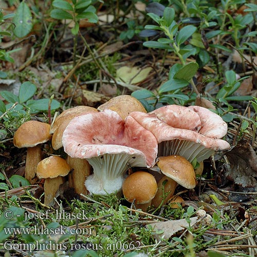 Gomphidius roseus Rosa Schmierling klejówka różowa Sliziak ružový Slizák růžový Rosenslemskivling Rosa sleipsopp Мокруха розовая オウギタケ Rosy Spike Rosenrød slimslør punanuljaska Gomphide rosé Roze spijkerzwam Rózsapiros nyálkásgomba