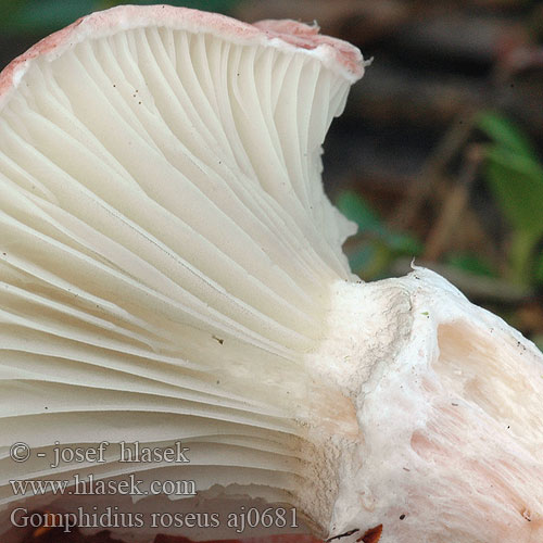 Gomphidius roseus Rosenrød slimslør punanuljaska Gomphide rosé Roze spijkerzwam Rózsapiros nyálkásgomba Rosa Schmierling klejówka różowa Sliziak ružový Slizák růžový Rosenslemskivling Rosa sleipsopp Мокруха розовая オウギタケ Rosy Spike