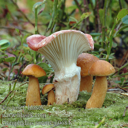 Gomphidius roseus Roze spijkerzwam Rózsapiros nyálkásgomba Rosa Schmierling klejówka różowa Sliziak ružový Slizák růžový Rosenslemskivling Rosa sleipsopp Мокруха розовая オウギタケ Rosy Spike Rosenrød slimslør punanuljaska Gomphide rosé