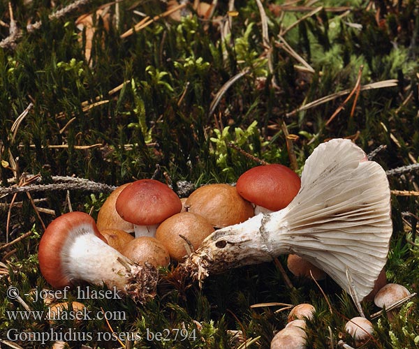 Gomphidius roseus be2794