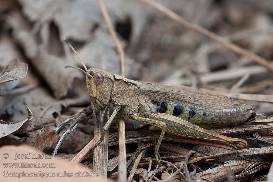 Rote Keulenschrecke Rufous grasshopper Gomphocerippus rufus