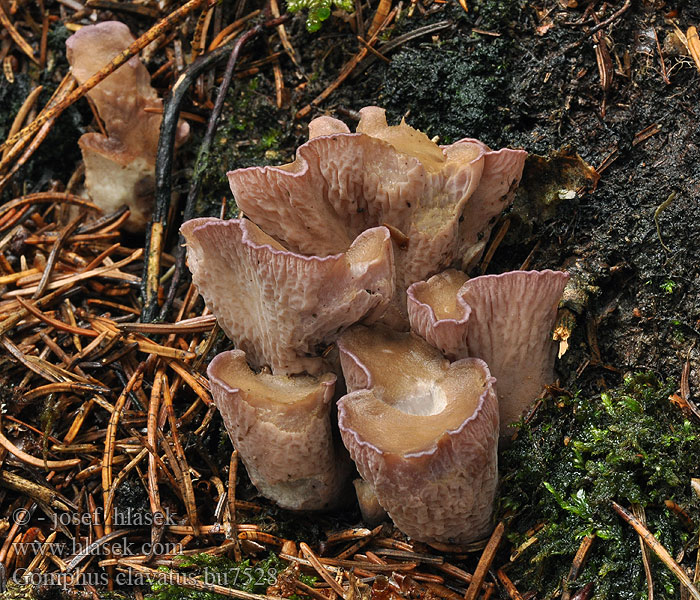 Girole chanterelle violette Fiolgubbe Гомфус булавовидный