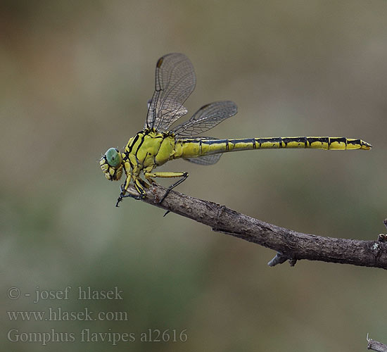 Gomphus flavipes Rivierrombout Asiatische Keiljungfer Gadziogłówka żółtonoga Klinovka žltonohá Klínatka žlutonohá Дедка желтоногий Дідок жовтоногий River Clubtail Sárga szitakötő Rumeni porečnik