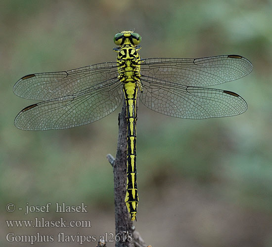 Gomphus flavipes al2618